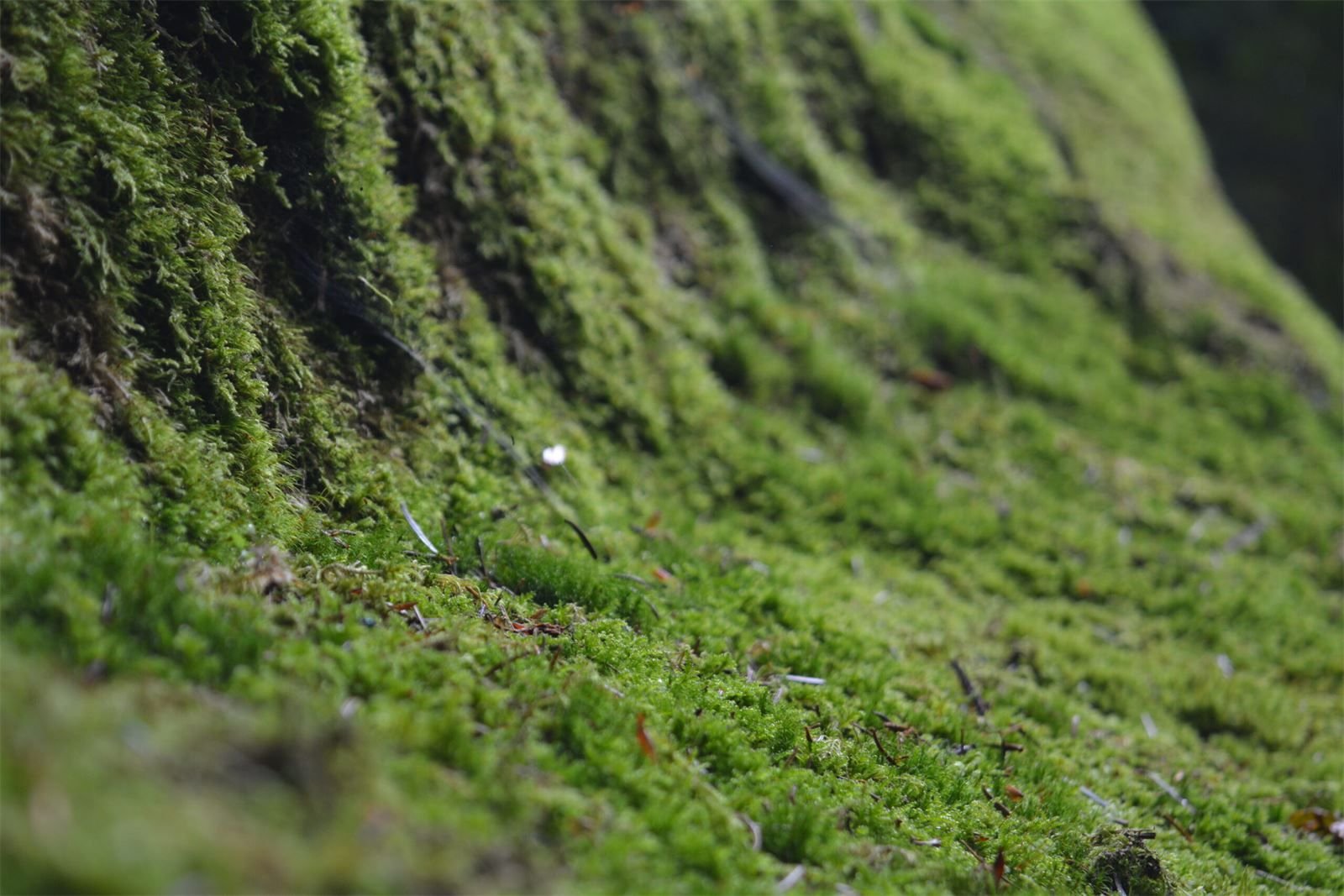 Natural moss texture, own photography